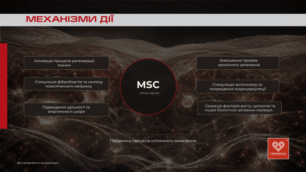Схема механізмів дії мезенхімальних стромальних клітин MSC від Гемафонд: стимуляція фібробластів, неоангіогенез, синтез матриксу та оновлення шкіри.